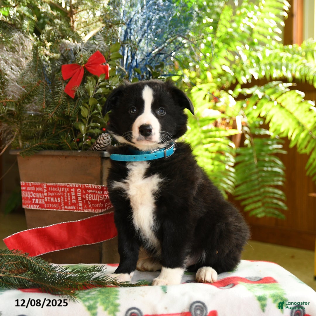 Border Collie dogs for sale: Charlie - Ad 1