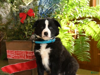 Border Collie dogs Charlie - Ad 34