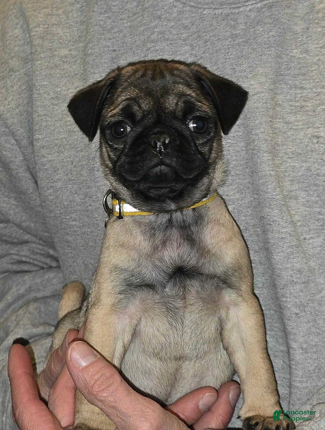 Pug dogs Daniel - Ad 2