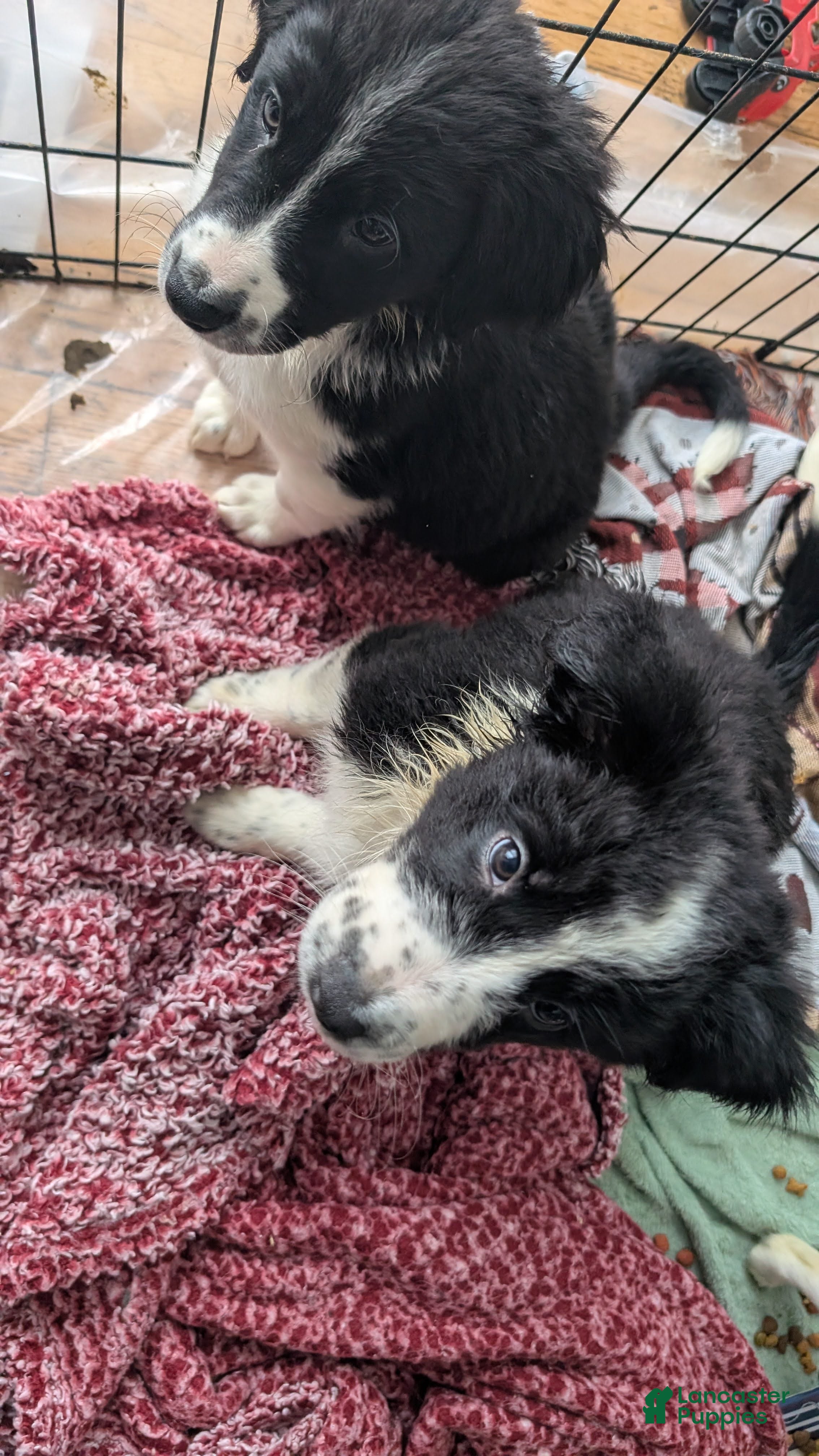 Mixed Breed dogs Male Puppy 4 - Ad 1