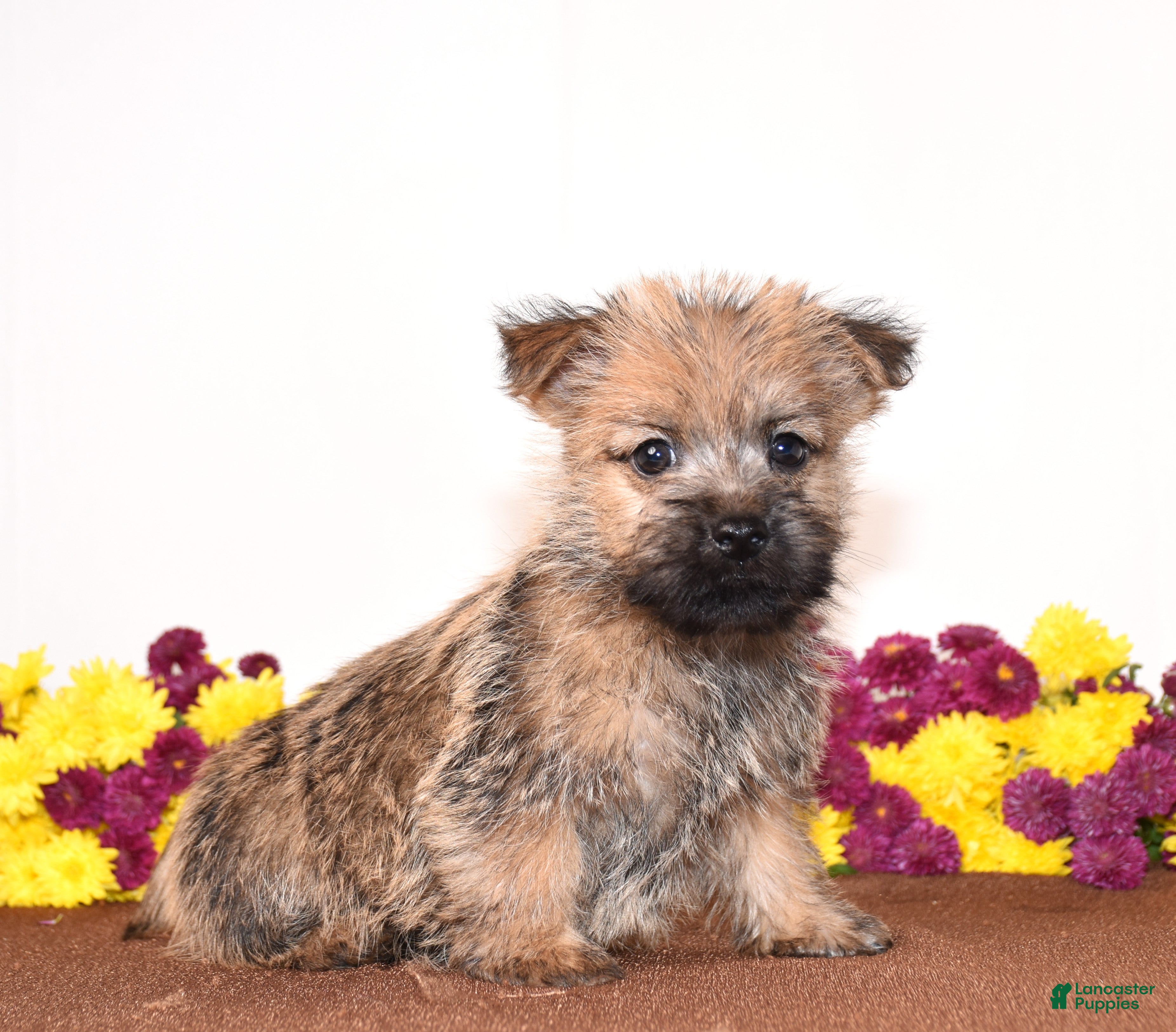 Know (Cairn Terrier, Male) in Fredericksburg, OH