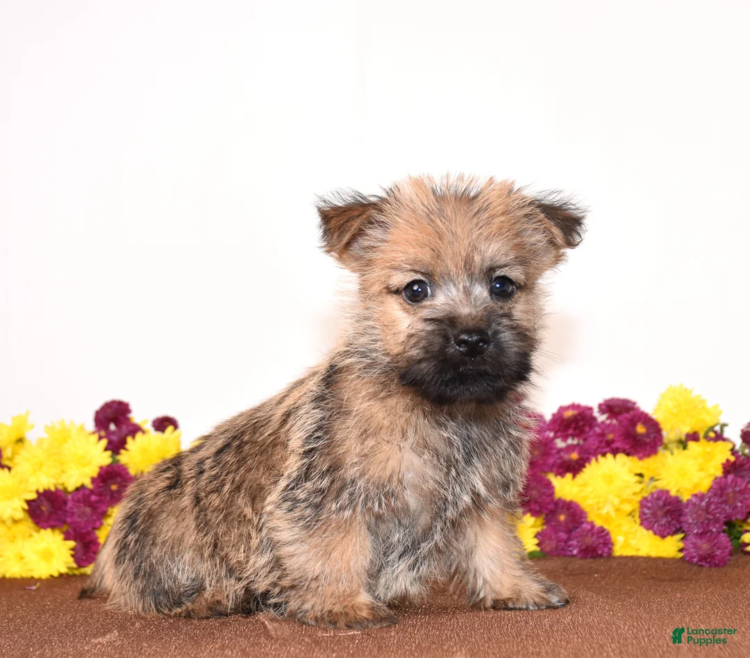 Cairn Terrier dogs for sale: Know - Ad 1