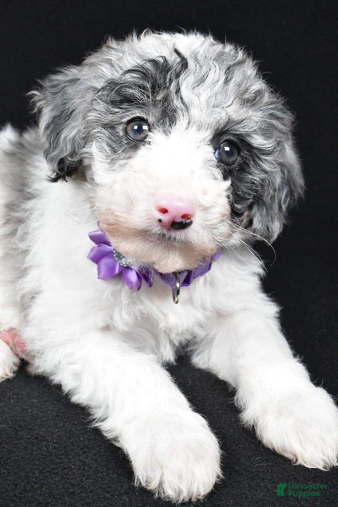 Sheepadoodle dogs for sale: Clover - Ad 3