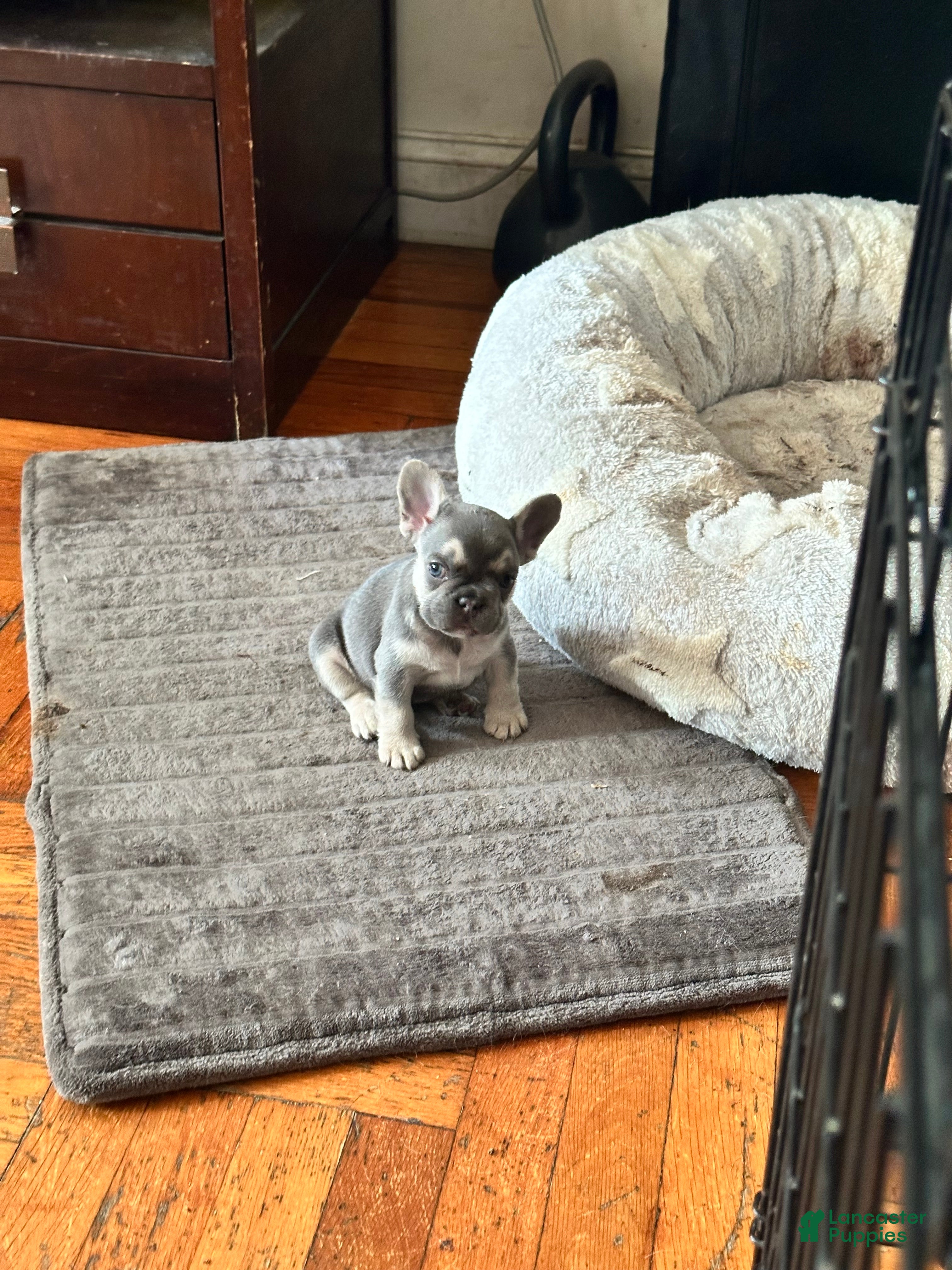 French Bulldog dogs for sale: Jam - Ad 3
