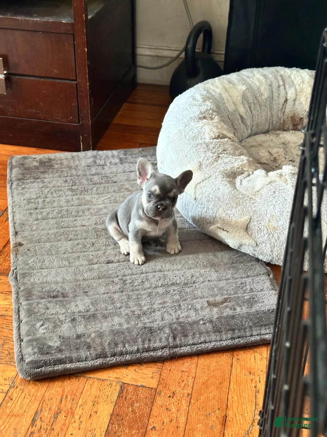 French Bulldog dogs for sale: Jam - Ad 1