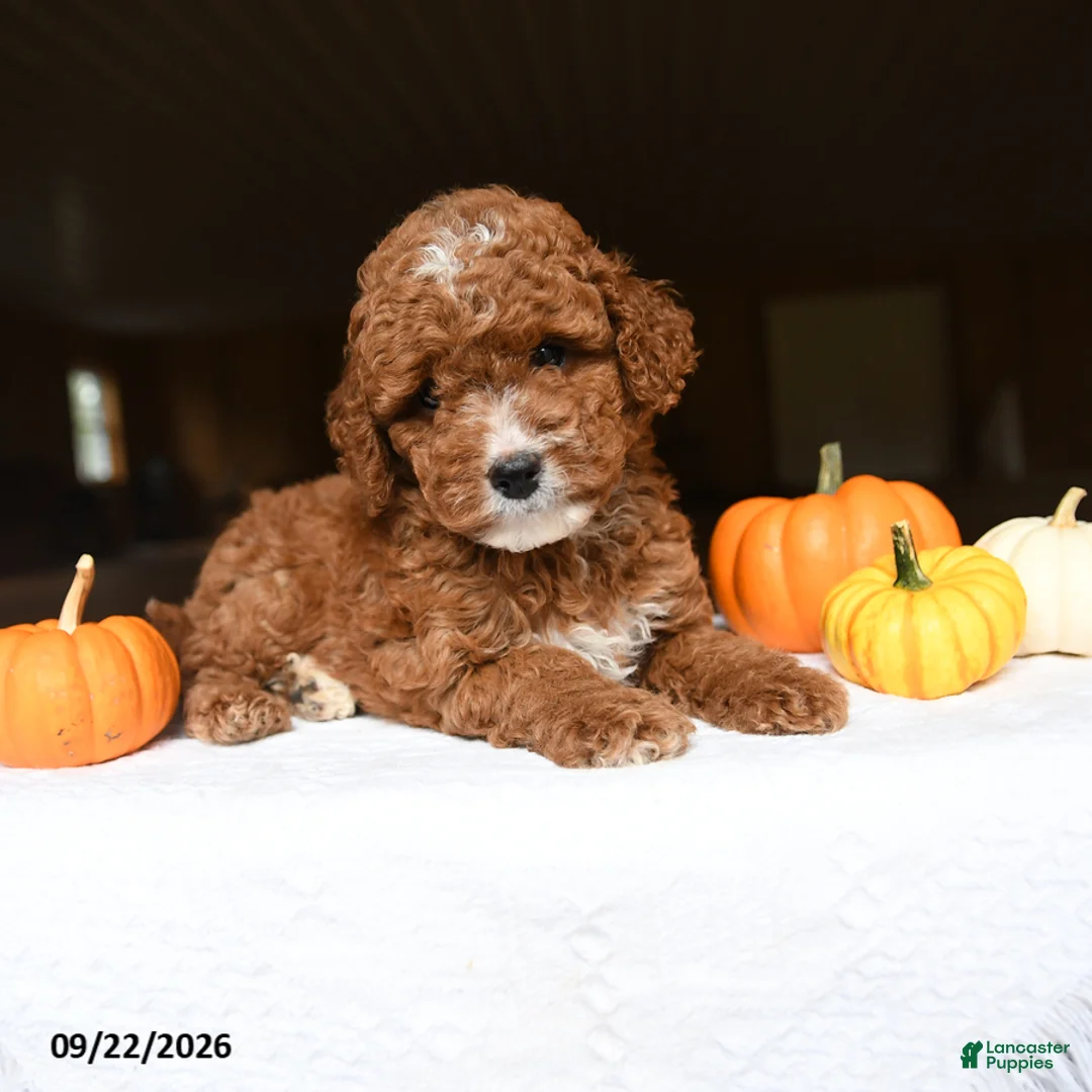 Mini Goldendoodle dogs for sale: Allie - Ad 2