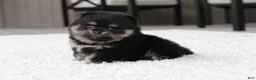 Pomeranian dogs for sale: Tessa - Ad 5
