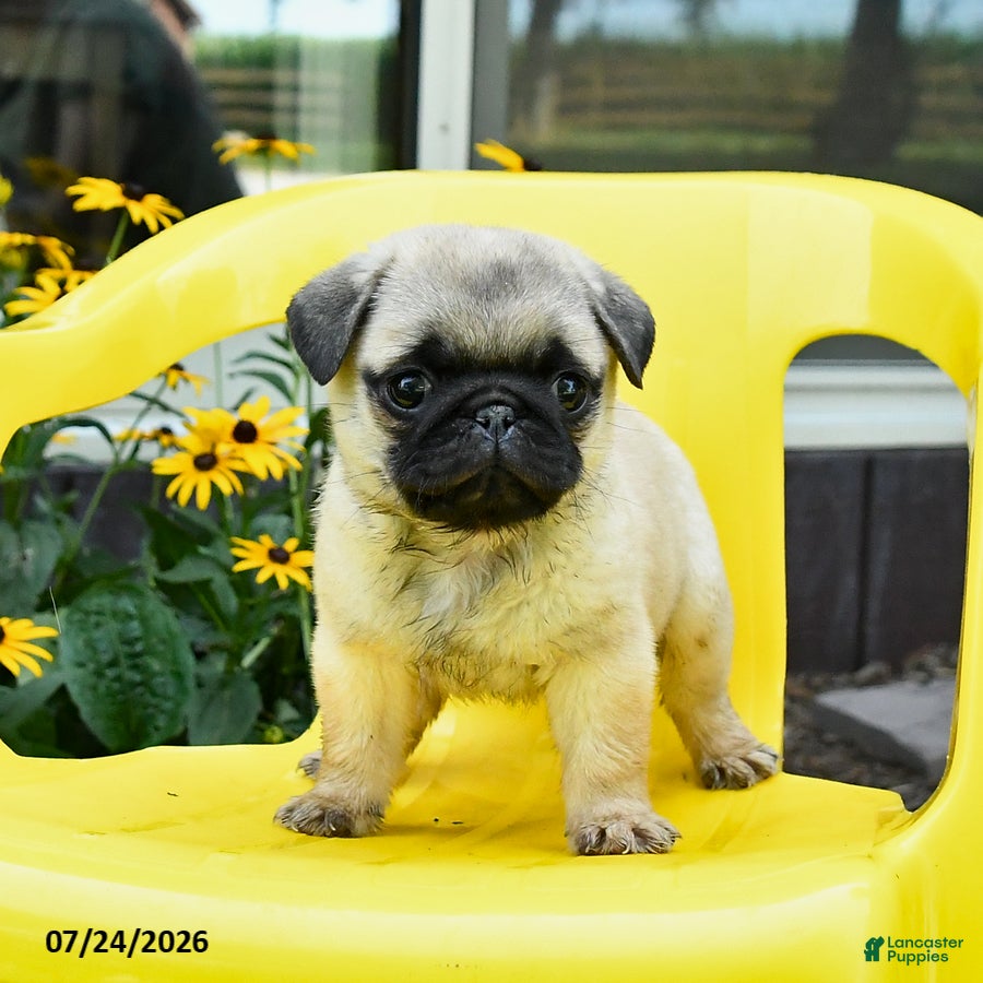 Pug dogs Stella - Ad 2