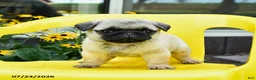 Pug dogs for sale: Stella - Ad 2