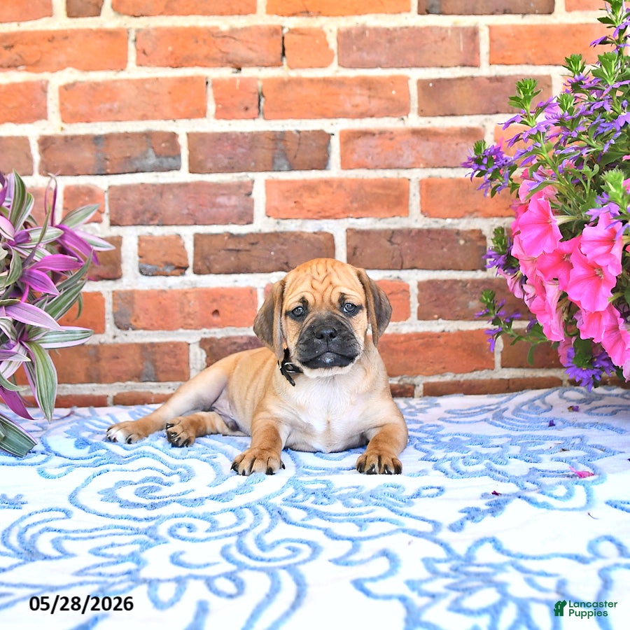 Puggle dogs Rickie - Ad 1