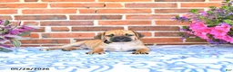 Puggle dogs for sale: Rickie - Ad 1
