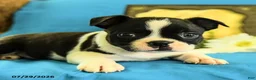 Boston Terrier dogs for sale: Ziggy - Ad 4