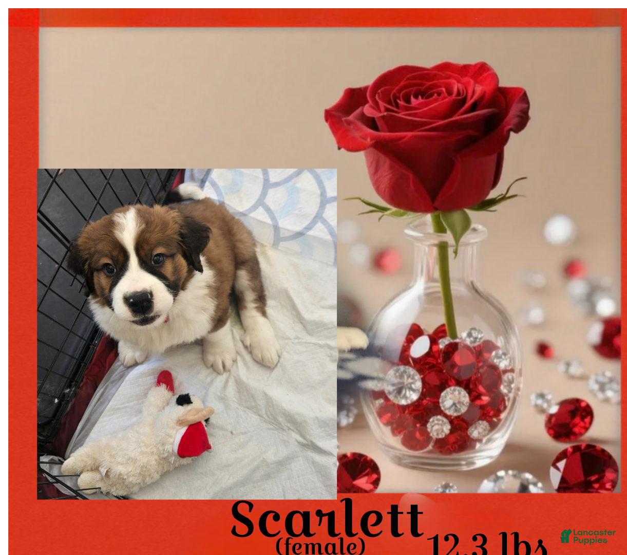 Mixed Breed dogs Scarlet - Ad 33
