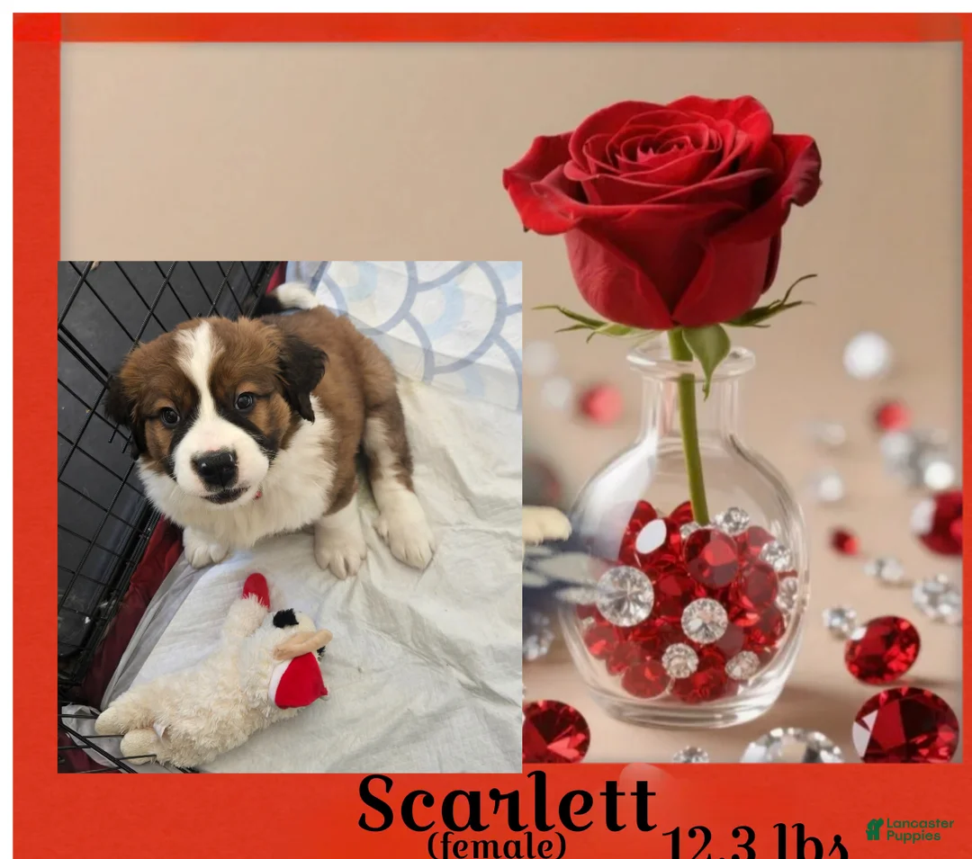 Mixed Breed dogs for sale: Scarlet - Ad 1