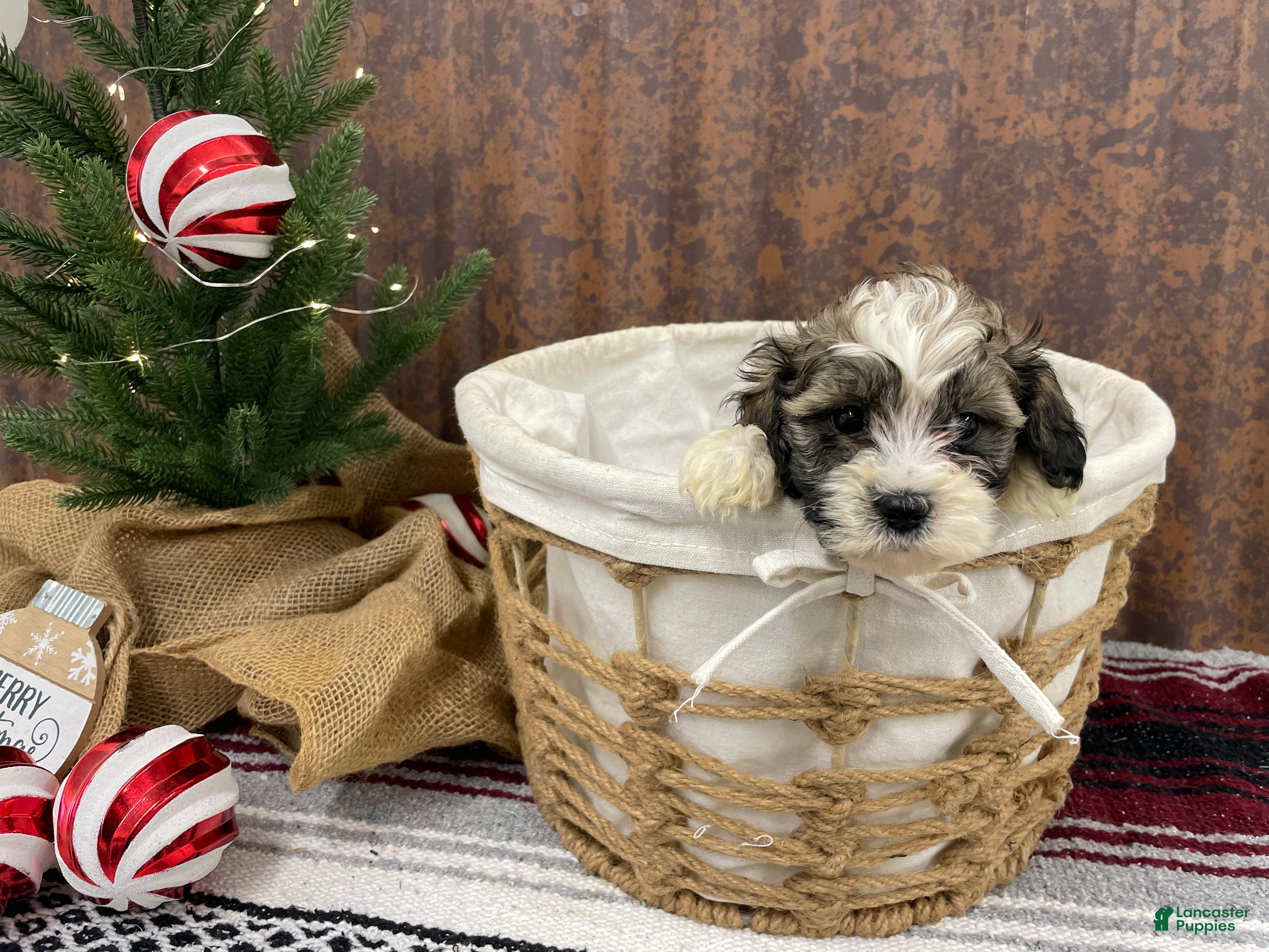 Shihpoo dogs Cortez - Ad 40