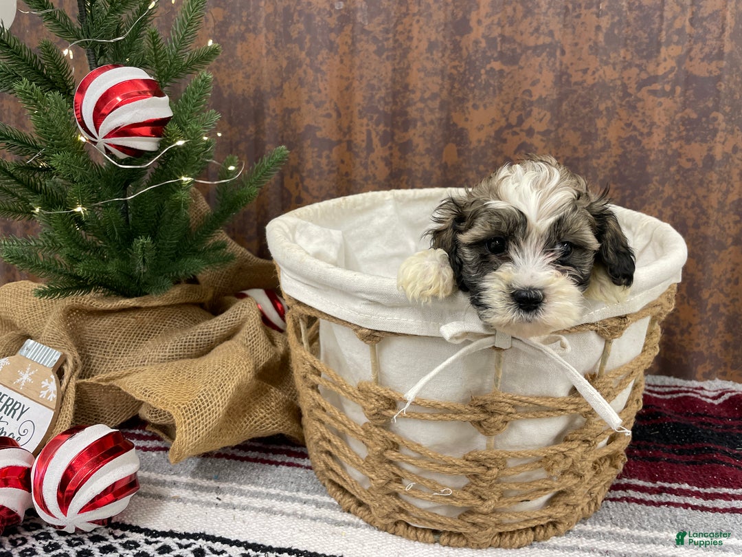 Shihpoo dogs for sale: Cortez - Ad 1