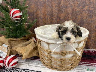 Shihpoo dogs Cortez - Ad 40