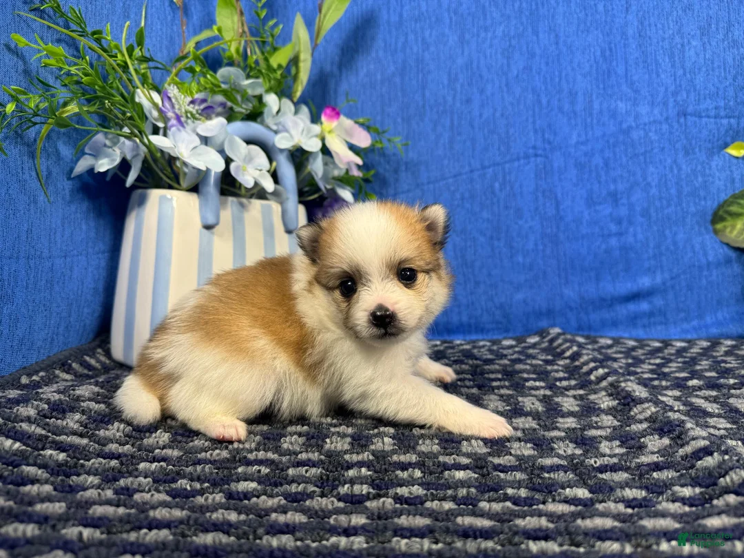 Pomeranian dogs for sale: Pomeranian 3 - Ad 2