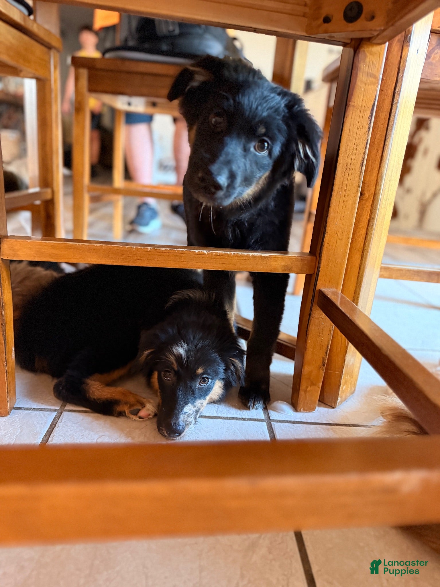 Australian Shepherd dogs Bell - Ad 13