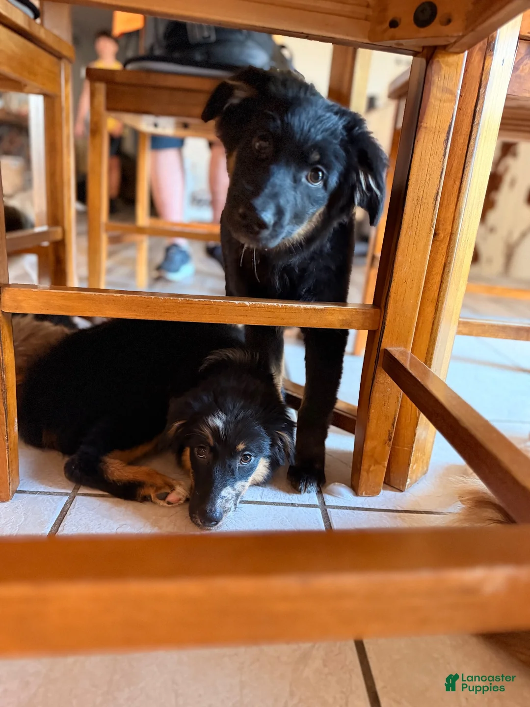 Australian Shepherd dogs for sale: Bell - Ad 1