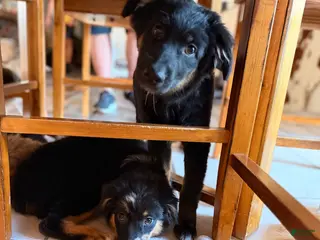 Australian Shepherd dogs Bell - Ad 13