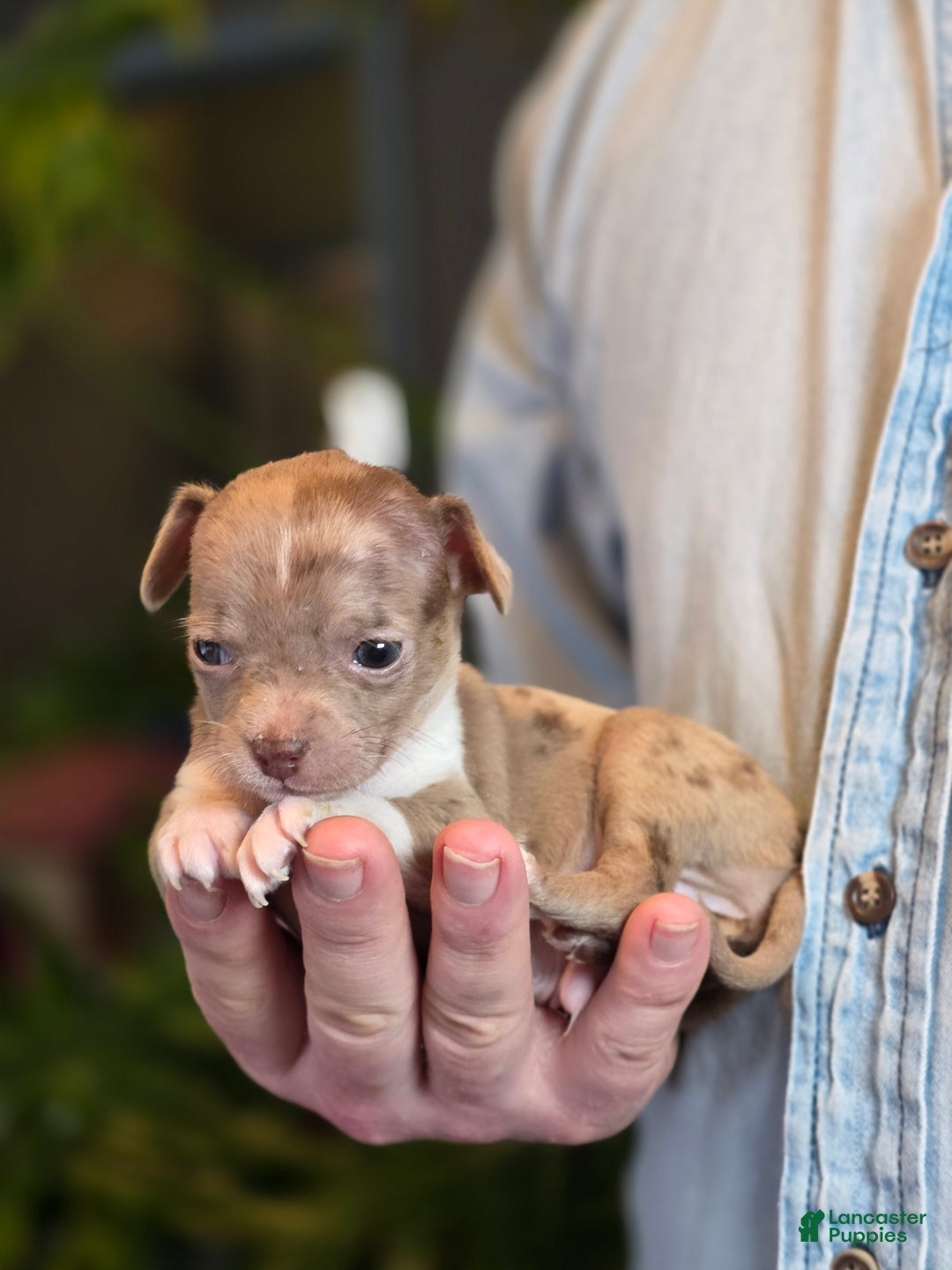 Chihuahua dogs for sale: Dark Choco Nugget - Ad 14