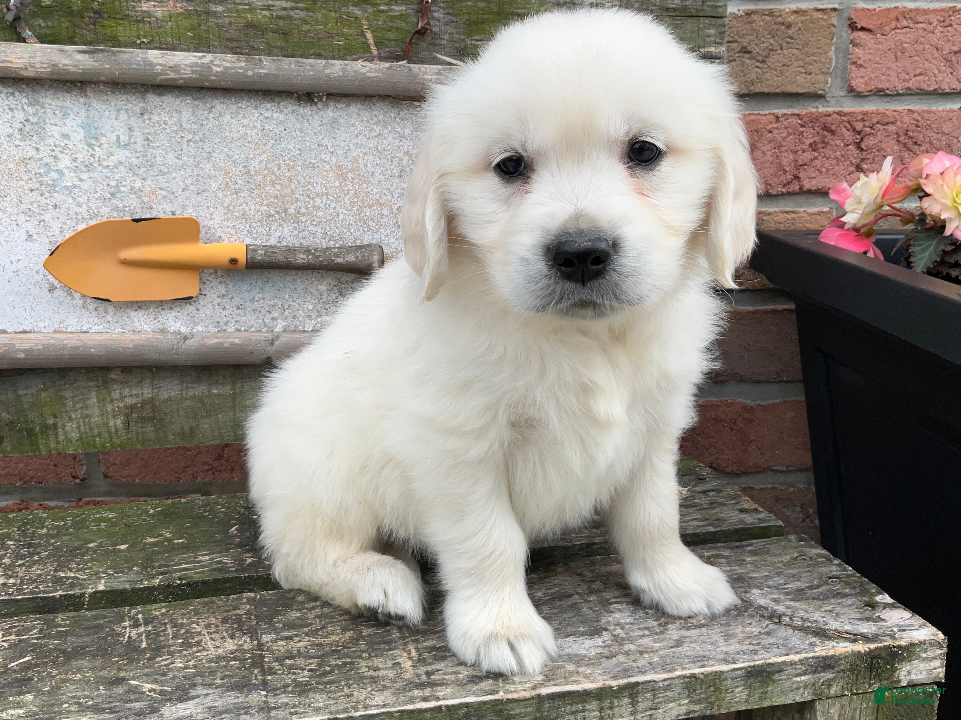 Golden Retriever dogs Jesse - Ad 1