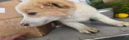 Border Collie dogs for sale: Goldie  - Ad 3