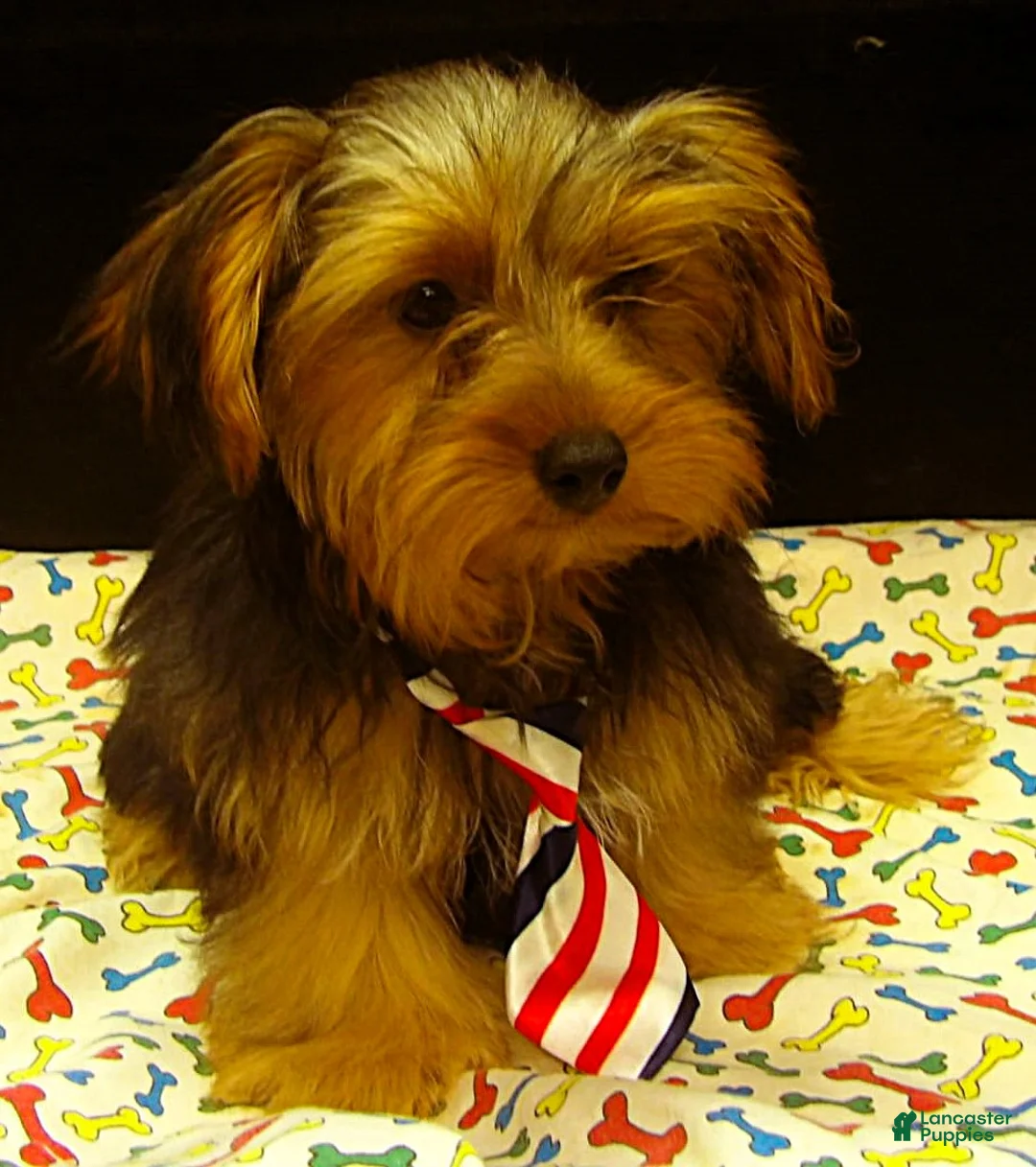 Yorkshire Terrier dogs for sale: Stuart - Ad 1
