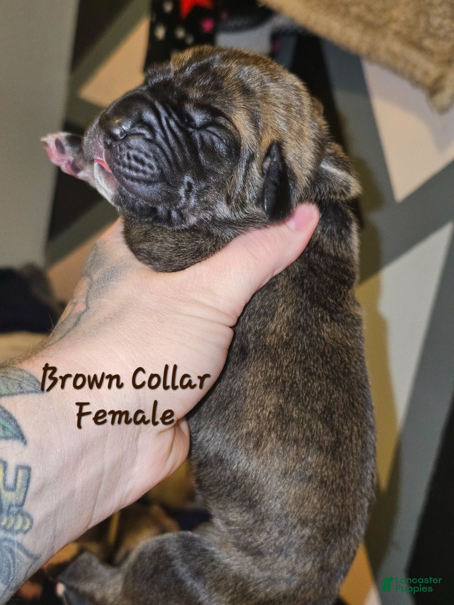 Great Dane dogs Brown collar  - Ad 24