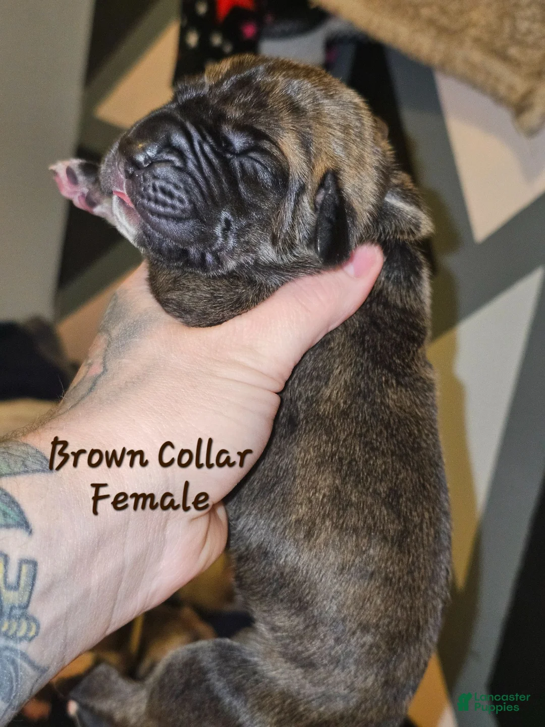 Great Dane dogs for sale: Brown collar  - Ad 1