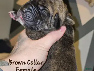 Great Dane dogs Brown collar - Ad 11
