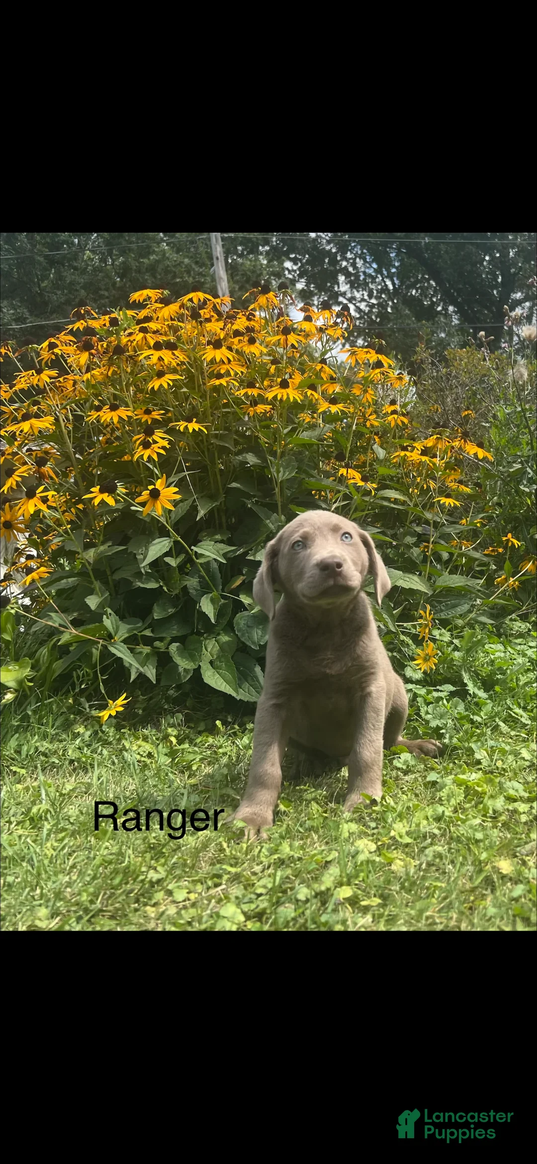 Labrador Retriever dogs for sale: Ranger  - Ad 2
