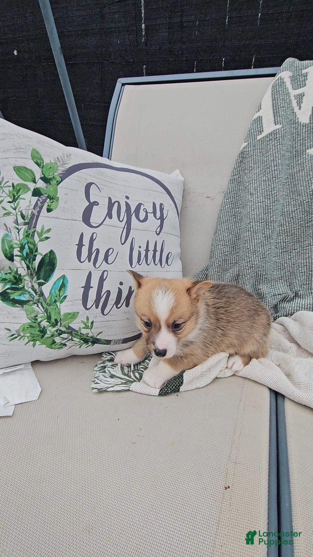 Mixed Breed dogs Reggie - Ad 23