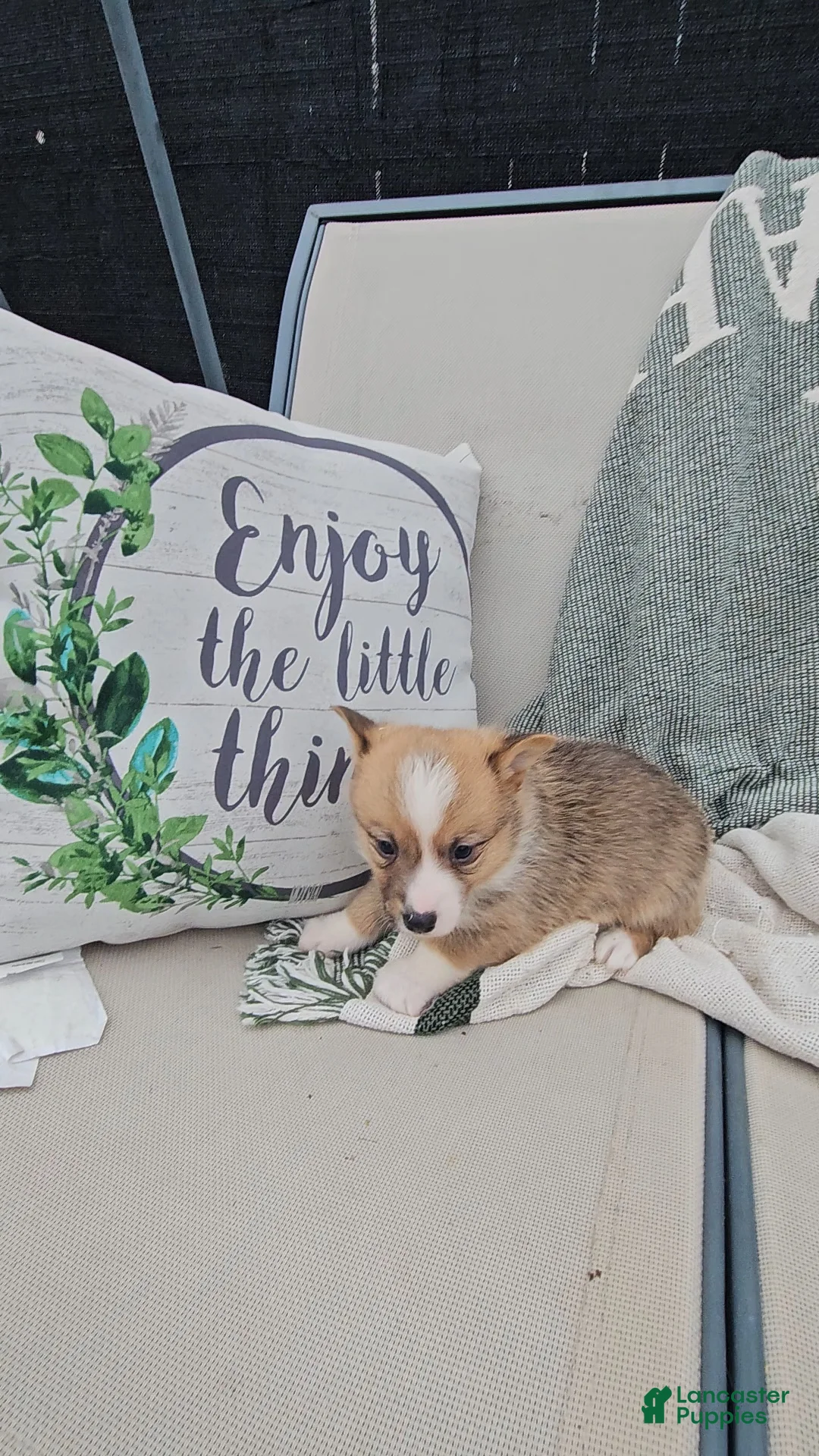 Mixed Breed dogs for sale: Reggie - Ad 1