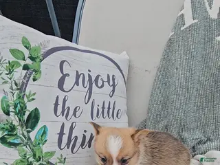 Mixed Breed dogs Reggie - Ad 27