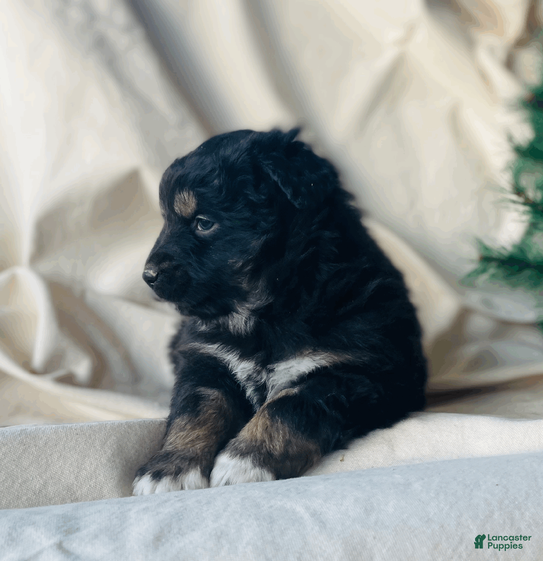 Australian Shepherd dogs for sale: Mocha - Ad 2
