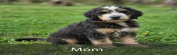 Mini Bernedoodle dogs for sale: Ranger - Micro Mini - Ad 8