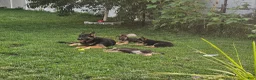 German Shepherd dogs for sale: German Shepherd 1 - Ad 4