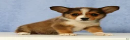 Mixed Breed dogs for sale: Daisy - Ad 1