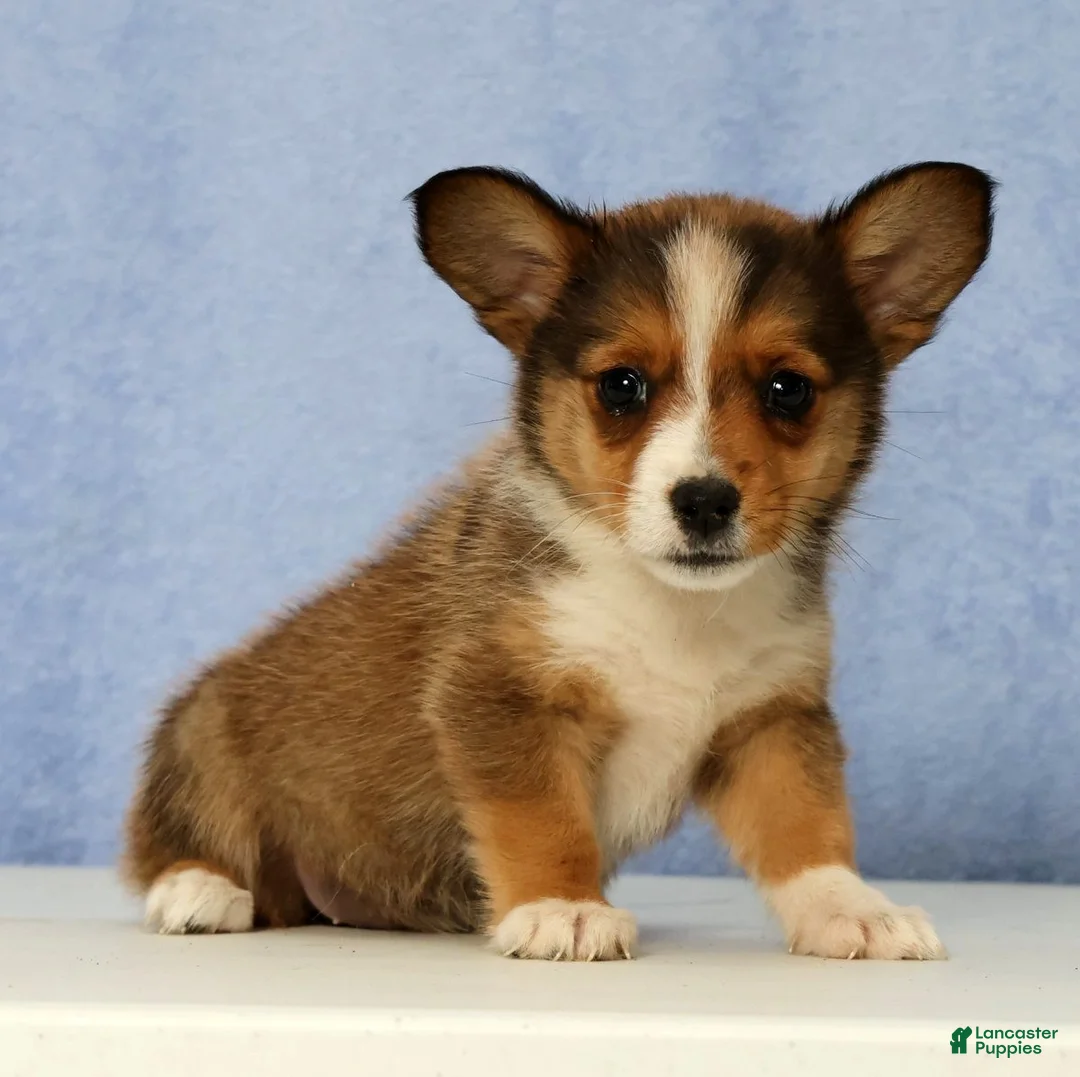 Mixed Breed dogs for sale: Daisy - Ad 1