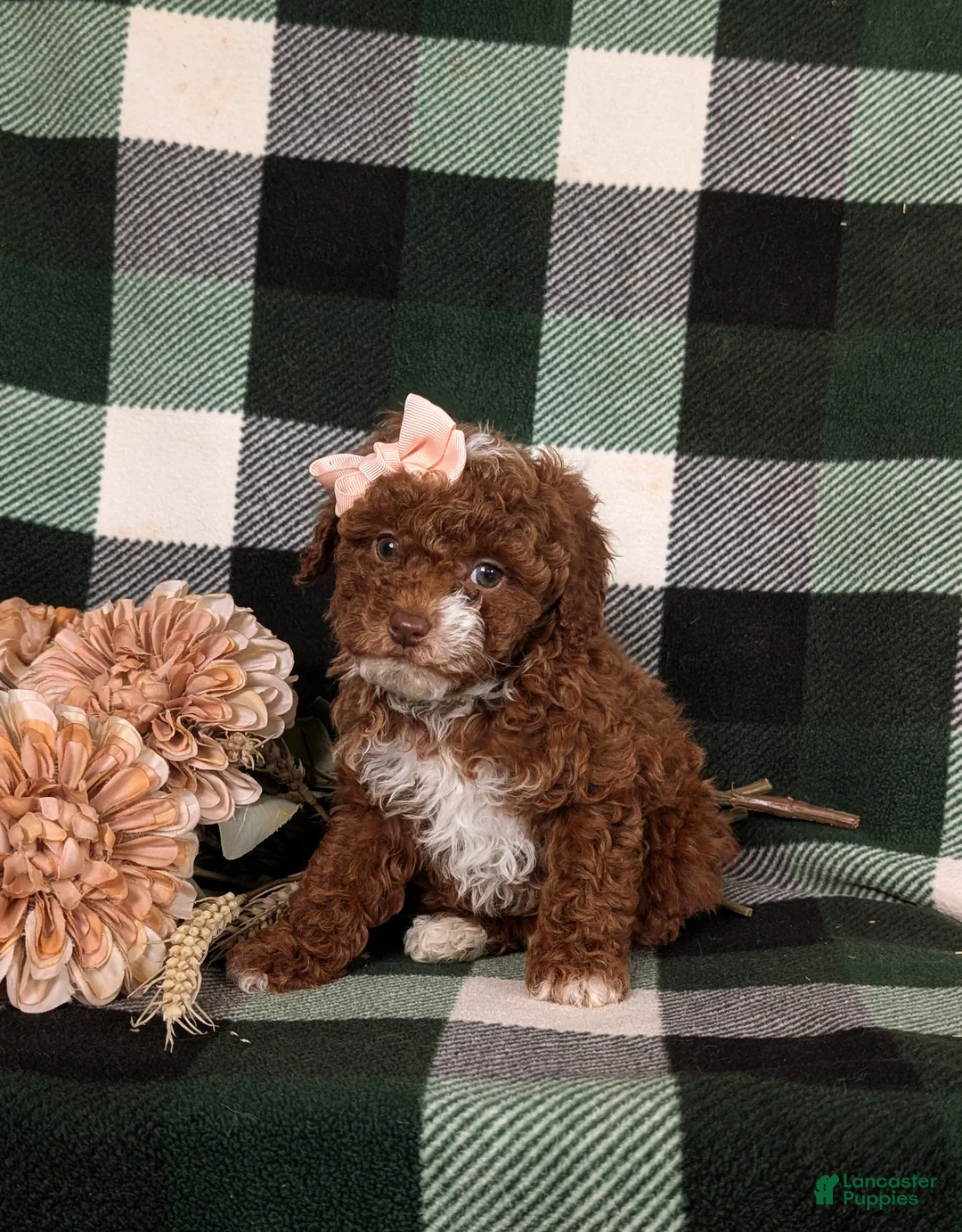 Mixed Breed dogs for sale: Helene 10 lbs Full Grown - Ad 4