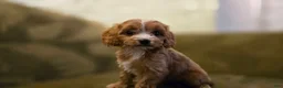 Cavapoo dogs for sale: Wren - Ad 9