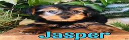 Yorkshire Terrier dogs for sale: Yorkshire Terrier 1 - Ad 1