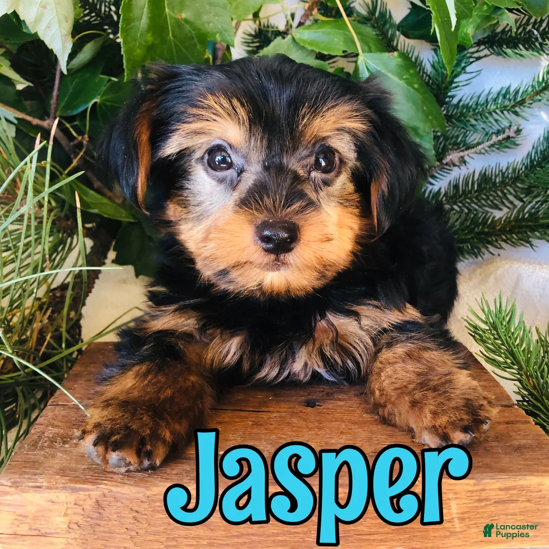 Yorkshire Terrier dogs for sale: Yorkshire Terrier 1 - Ad 1