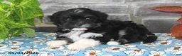 Havanese dogs for sale: Princess - Ad 3