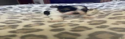 Yorkshire Terrier dogs for sale: Yorkshire Terrier 1 - Ad 2
