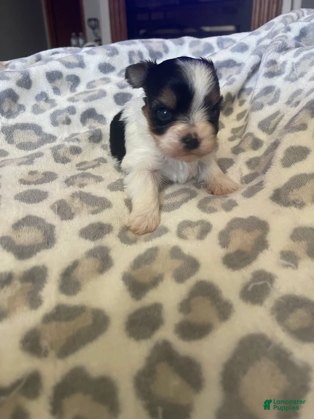 Yorkshire Terrier dogs for sale: Yorkshire Terrier 1 - Ad 2