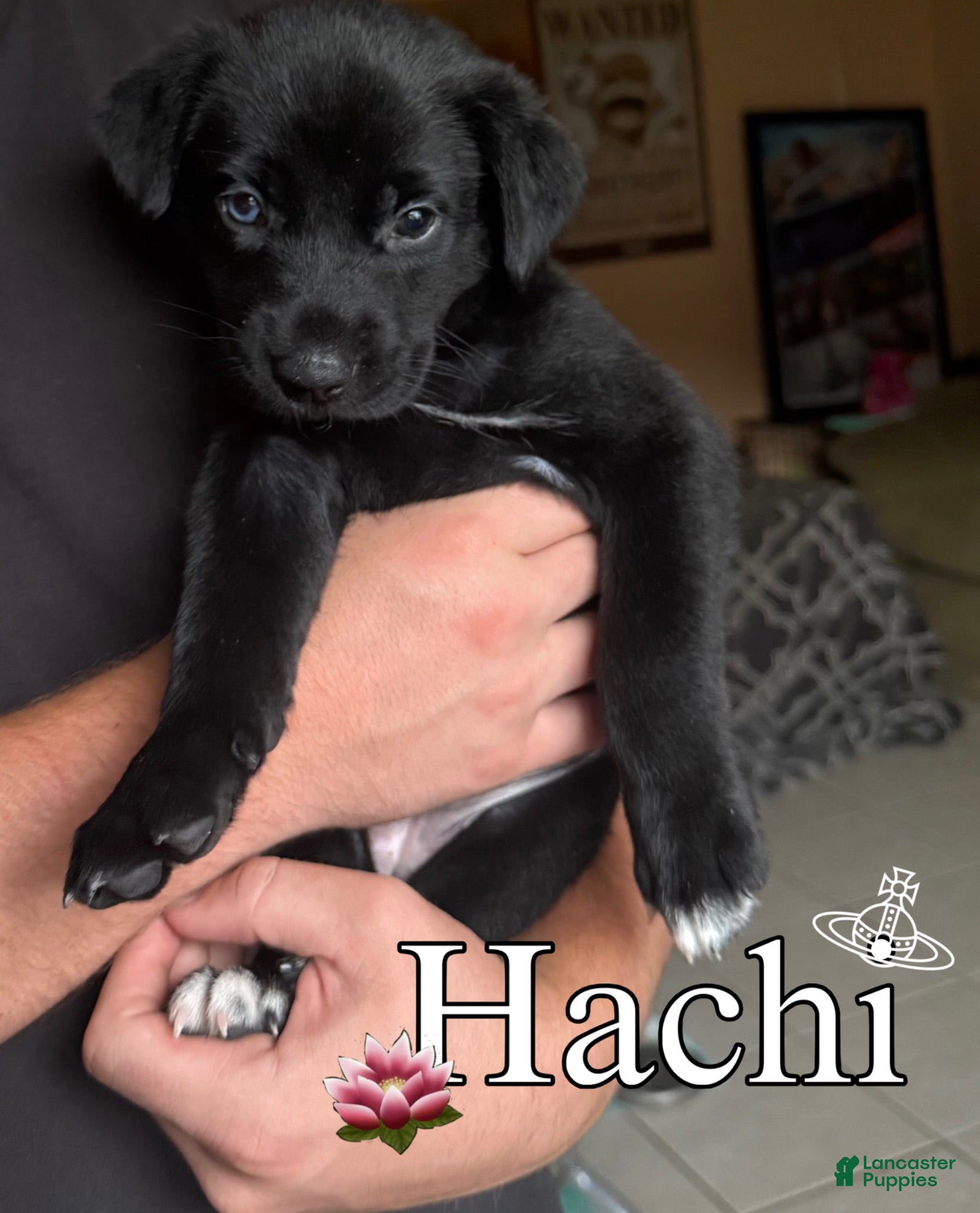 Mixed Breed dogs Hachi - Ad 30