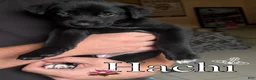Mixed Breed dogs for sale: Hachi - Ad 1